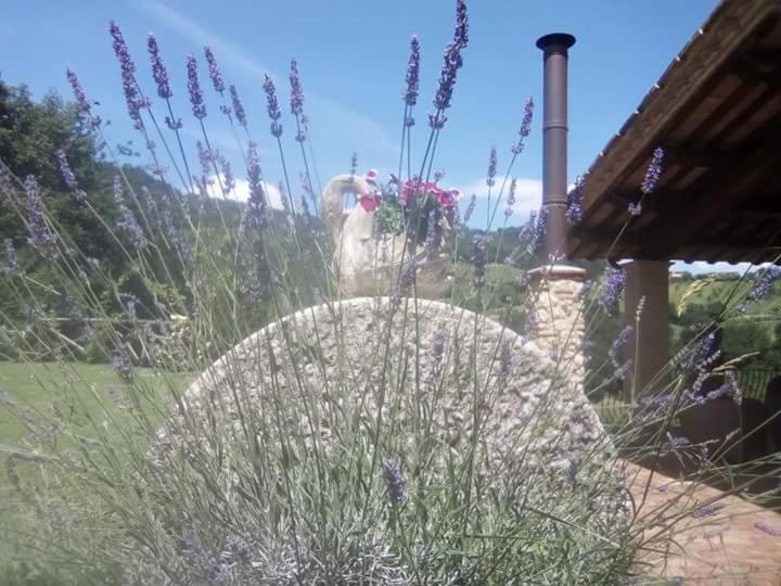 Agriturismo Isola Verde SantʼUrbano Zewnętrze zdjęcie